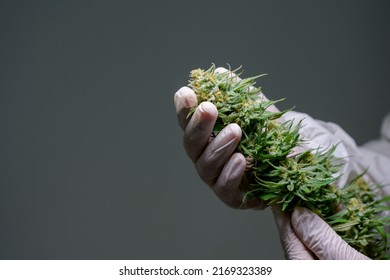 Close-up of a hand holding a fresh green cannabis flower grown indoors. Cannabis strains with high CBD content. Free cannabis ideas. gray background