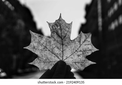 Close-up Of Hand Holding Maple Leaf