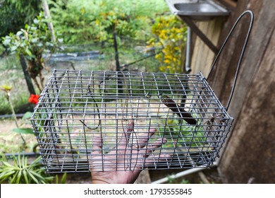 Closeup Of A Hand Holding A Mouse Trap