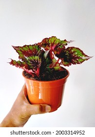 Close-up Of Hand Holding Painted Leaf Begonia Against White Background