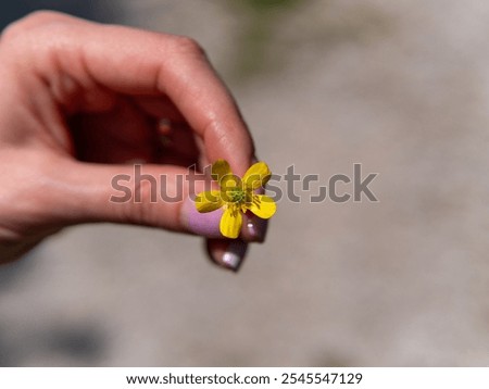 Similar – Image, Stock Photo A small yellow buttercup with blurred background.