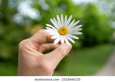 A close-up of a hand holding a white daisy flower against a blurred green background - Powered by Shutterstock