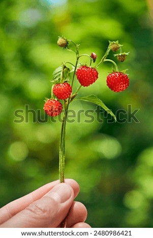 Similar – Walderdbeeren pflücken