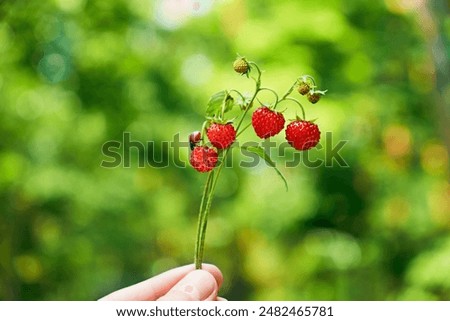 Similar – Walderdbeeren pflücken