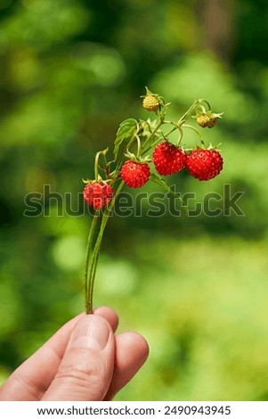 Similar – Walderdbeeren pflücken