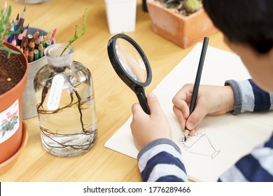 Closeup, Hand Of Little Kid Sketching And Drawing Cactus Plants From His Observation With Magnifying Glass, Studying Nature. Montessori, Homeschool, Self Learning And Child Development Concept.