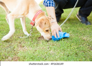 Closeup of the hand of a man picking up some dog poop with a bag while his dog sniffs it
