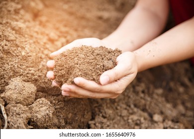 Closeup Hand Of Person Holding Abundance Soi In Hand For Agriculture Or Planting Peach Nature Concept.