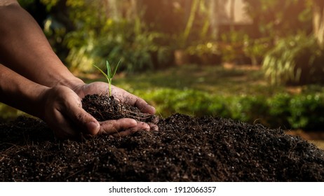 Closeup Hand Of Person Holding Abundance Soil With Young Plant. Concept Green World Earth Day