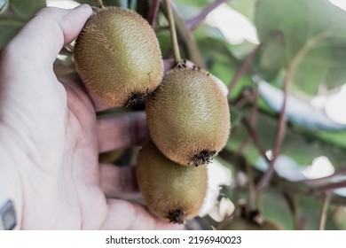 Close-up Of A Hand Picking Kiwifruit From A Tree Branch