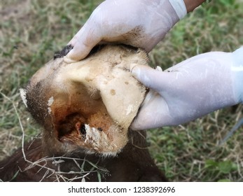 Closeup Hand Picks Animal Body Part,wildlife Forensic Concept