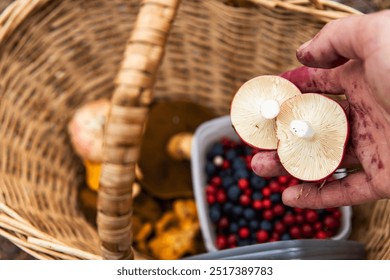 Closeup of a hand putting freshly picked wild mushrooms, handpicked forest berries into a wicker basket. Blueberries, cranberries, russula harvest.  Finland, Hamina, Kymenlaakso. Selective focus - Powered by Shutterstock