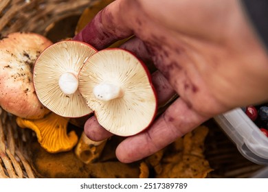 Closeup of a hand putting freshly picked wild mushrooms, handpicked forest berries into a wicker basket. Blueberries, cranberries, russula harvest.  Finland, Hamina, Kymenlaakso. Selective focus - Powered by Shutterstock