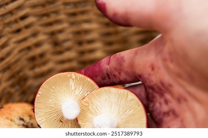 Closeup of a hand putting freshly picked wild mushrooms, handpicked forest berries into a wicker basket. Blueberries, cranberries, russula harvest.  Finland, Hamina, Kymenlaakso. Selective focus - Powered by Shutterstock