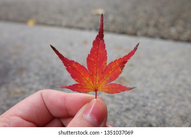 Close-up of a hand with red maple leaf.