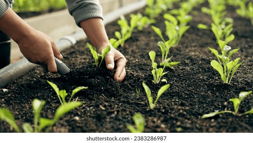 Closeup, hand and soil for planting in farming, agribusiness or gardening in greenhouse for future growth. Person, worker and tool for earth, sapling or harvest of organic produce, vegetable or agro - Powered by Shutterstock