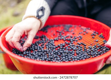 Closeup of a hand sorting blueberries in a red sorting tray. Norwegian mountains - Powered by Shutterstock