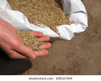 Closeup Of Hand Sowing Grass In Garden