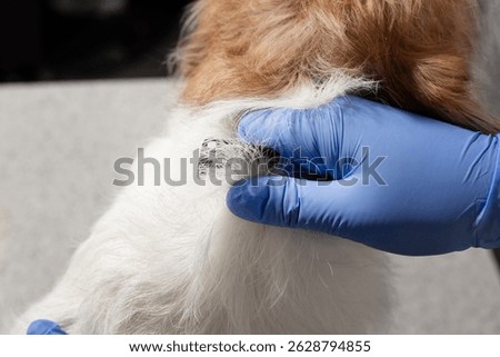 Closeup of hand stripping process on wire-haired Jack Russell terrier during grooming session