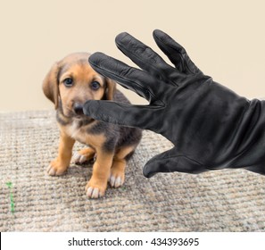 Closeup Of A Hand Of A Thief Stealing A Dog In A Park