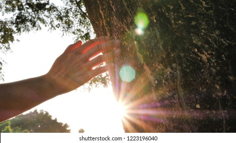 Closeup hand touching a tree trunk in the forest. Human is caring about nature and environment.