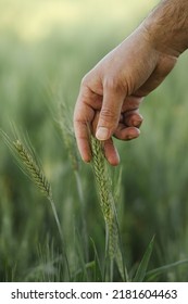 Close-up Of Hand Touching Wheat On Field .