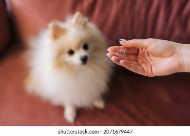 Close-up Hand Of Unrecognizable Young Woman Holding Tuft Of Dog Hair Of Beloved Pet. Cute White Small Spitz Dog Sitting On Blurred Background On Sofa. Female Doing Housework And Chores In Living Room.