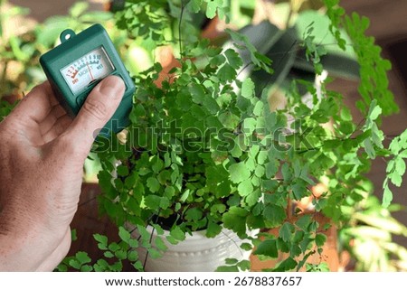 Closeup of a woman’s hand using a moisture meter to check the soil of a maidenhair fern plant. Concept of indoor gardening, houseplant care, watering