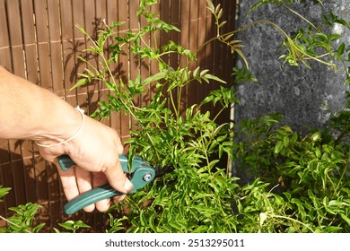Close-up of a hand using pruning shears to trim a jasmine plant in a garden, with green leaves and a bamboo fence in the background.