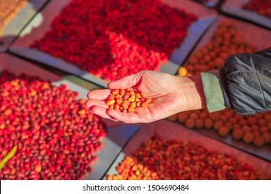 Closeup Of Hand Of Woman Holds A Sandalwood Seeds, An Australia Bush Food Eaten By Australian Aborigines. Northern Territory. Different And Colorful Bush Seeds On Background.