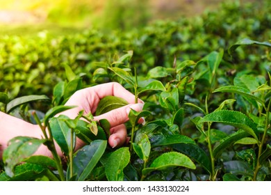 Close-up hand of woman picking top leaves of the green tea in tea farm - Powered by Shutterstock