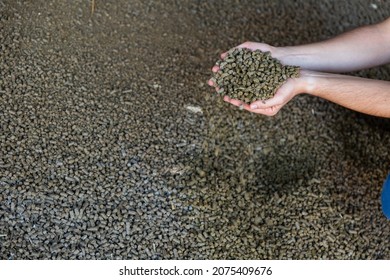 Closeup Of Handful Of Granulated Rapeseed Meal In Male Hands. Concept Of Organic Supplement In Production Of Compound Feed For Livestock Animals