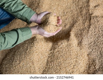 Closeup of handful of soybean hulls in hands of male farmer. Concept of organic feed supplement in production of compound feed for dairy cattle - Shutterstock ID 2152746941