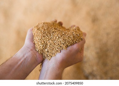 Closeup of handful of soybean hulls in male hands. Concept of organic supplement in production of compound feed for livestock animals