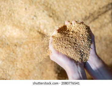 Closeup Of Handful Of Soybean Hulls In Male Hands. Concept Of Organic Supplement In Production Of Compound Feed For Livestock Animals