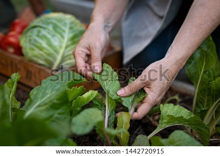 Closeup hands checking healthy of crop plant by hand at farm field. Senior woman picking vegetable from backyard garden. Mature woman controlling growth of vegetable plants at homestead.