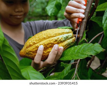 Close-up hands of a cocoa farmer use pruning shears to cut the cocoa pods or fruit ripe yellow cacao from the cacao tree. Harvest the agricultural cocoa business produces. - Shutterstock ID 2393931415