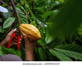 Close-up hands of a cocoa farmer use pruning shears to cut the cocoa pods or fruit ripe yellow cacao from the cacao tree. Harvest the agricultural cocoa business produces. - Shutterstock ID 2393931419