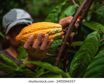 Close-up hands of a cocoa farmer use pruning shears to cut the cocoa pods or fruit ripe yellow cacao from the cacao tree. Harvest the agricultural cocoa business produces. - Powered by Shutterstock