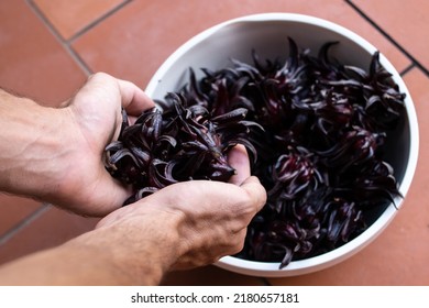 Close-up of hands cradling hibiscus sabdariffa, or sorrel, a rich red flower used to make sorrel drink in Caribbean countries at Christmas time. Holiday drink, raw flower, bowl of sorrel.