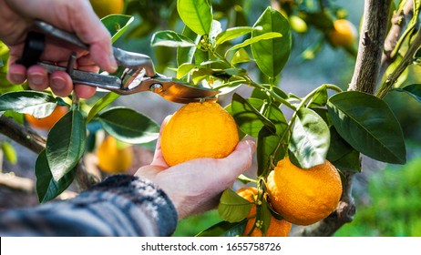 Close-up Of The Hands Of The Farmer Who Harvest The Oranges In The Citrus Grove With Scissors. Traditional Agriculture.