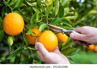 Close-up Of The Hands Of The Farmer Who Harvest The Oranges In The Citrus Grove With Scissors. Traditional Agriculture.