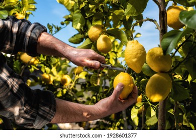 Close-up Of The Hands Of The Farmer Who Harvest The Lemons In The Citrus Grove With Scissors. Traditional Agriculture.