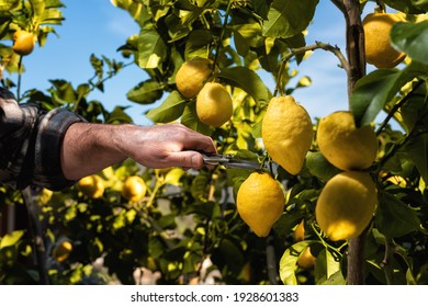 Close-up Of The Hands Of The Farmer Who Harvest The Lemons In The Citrus Grove With Scissors. Traditional Agriculture.