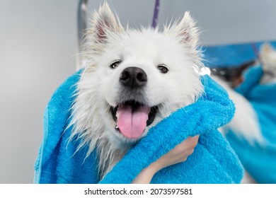 Cierre de las manos de una mujer que limpie un perro Samoyed con una toalla después de lavarlo y lavarlo.