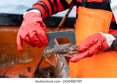 Primer plano de las manos de un pescador con guantes que miden el tamaño de una langosta en un barco