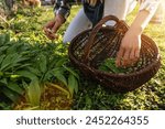 Close-up of hands foraging wild garlic beside a wicker basket in sunlight