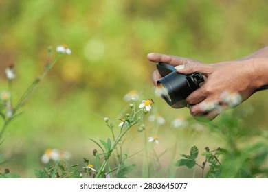Close-up of hands holding a compact camera photographing wild flowers in nature.