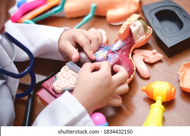 Closeup Of Hands Of Little School Boy In Doctor Uniform Playing Doctor At Home, Kid Learning And Play With Anatomical Body Organs Model, Role Playing Ideas For Kids Concept - Selective Focus