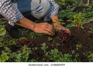 Close-up Of Hands Of Man Sowing Vegetables In The Vegetable Garden